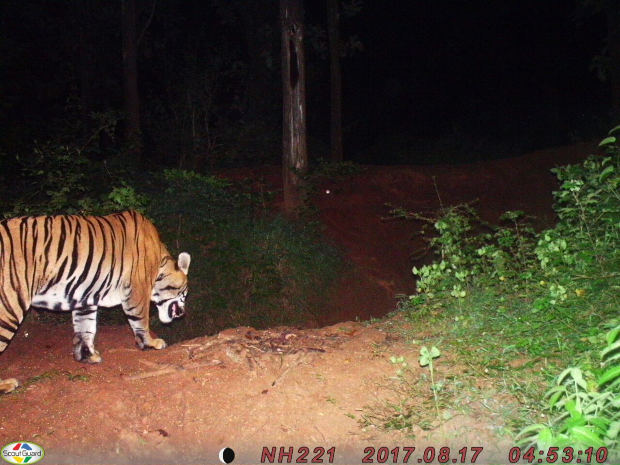 ಸಿ.ಸಿ ಕ್ಯಾಮರಾದಲ್ಲಿ ಸೆರೆಯಾದ ಹುಲಿ : ಗ್ರಾಮಸ್ಥರಲ್ಲಿ ಆತಂಕ